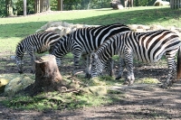 Steppenzebras