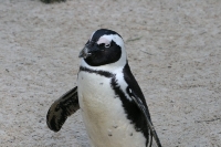 Brillenpinguin