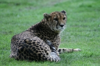 Gepard