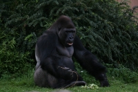 Gorilla