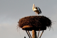 Storch