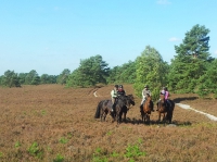 In der Lüneburger Heide