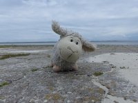 Willi an der Nordsee
