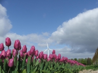 Tulpenroute
