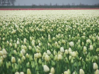 Tulpenroute