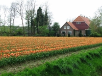 Tulpenroute