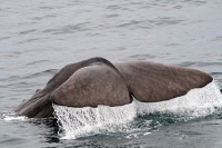 Walsafari in Andenes