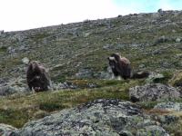 Mochus-Ochsen im Dovrefjell