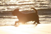 Hund im Wasser - natürlich um Mitternacht